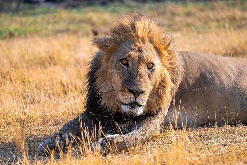 Maned lion (Panthera Leo) lying in grass, savanna, Savuti, Chobe National Park National Park, Botswana