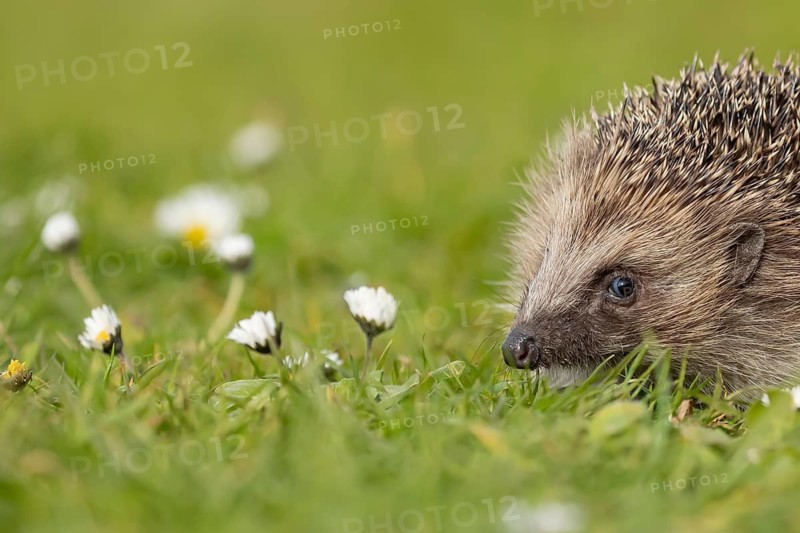 European hedgehog (Erinaceus europaeus) adult animal on a garden grass lawn with flowering daisey flowers in spring, England, United Kingdom