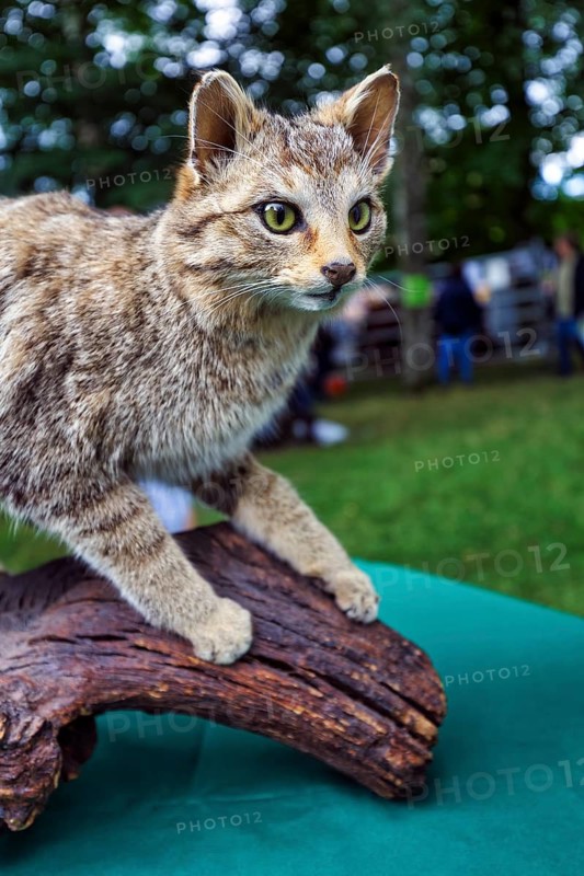 Stuffed wildcat (Felis silvestris), forest cat, exhibit, taxidermy, Shepherd and Hat Festival 2017, Amelungsborn Monastery, Negenborn, Lower Saxony, Germany