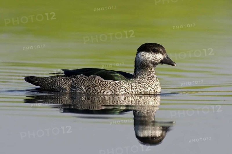 Green Pygmy Goose (Nettapus pulchellus) female, Northern Territory, Australia