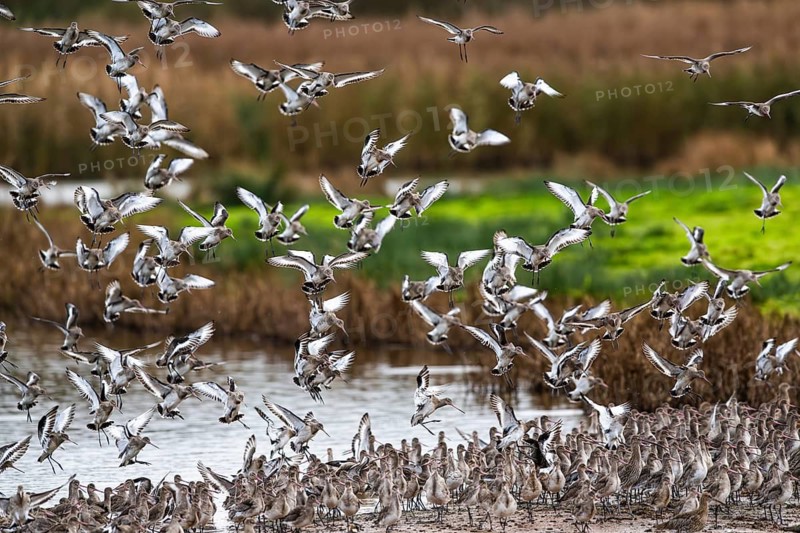 Black-tailed Godwits, Limosa limosa, birds in flight over marshes, Devon, England, United Kingdom
