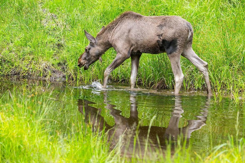 Eurasian elk (Alces alces) walking in a little swamp in early summer, Bavarian Forest, Bavaria, Germany