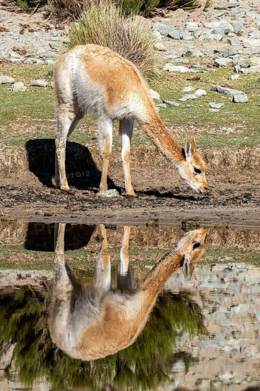 Vicuña (Lama vicugna), Catamarca Province, Argentina