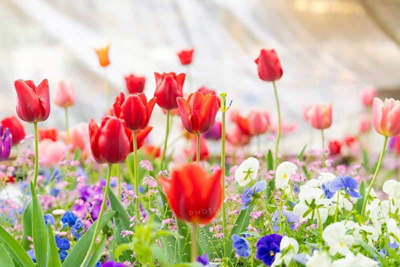 Colourful flower garden with red and white tulips, surrounded by various flowers, Sindelfingen, Germany
