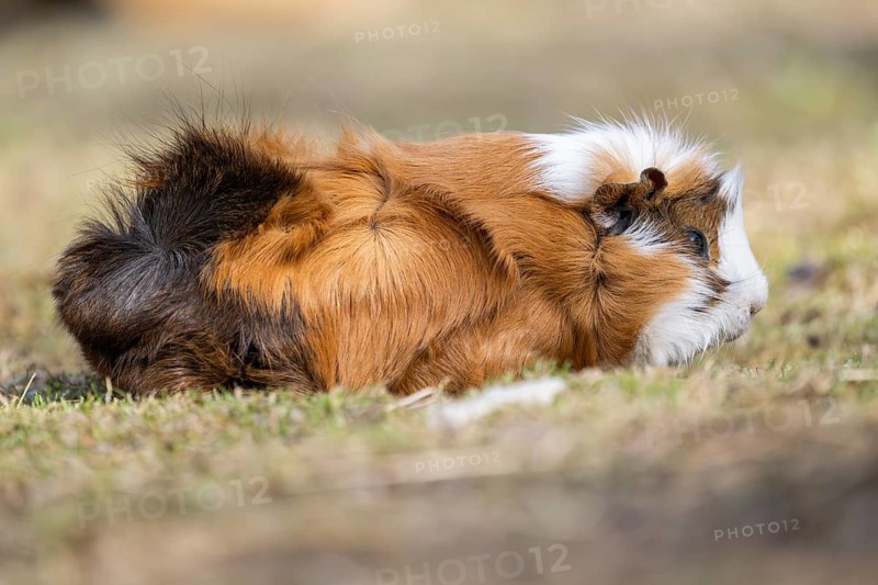 Domestic guinea pig (Cavia porcellus) on a meadow, Bavaria, Germany