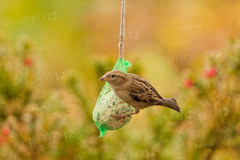 Female house sparrow (Passer domesticus) feeding on a hanging suet ball at a garden bird feeder, autumn background with soft natural bokeh, Germany