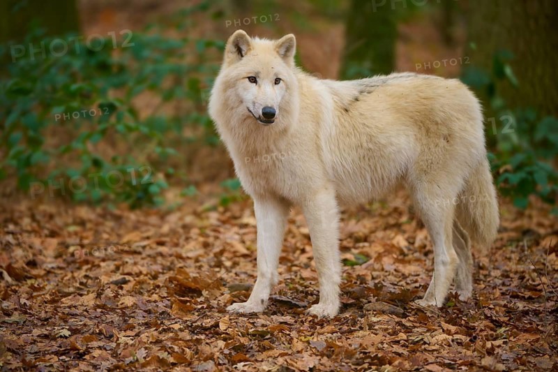 A wolf stands in an autumnal forest with leaves on the ground, Arctic wolf (Canis lupus arctos), Germany