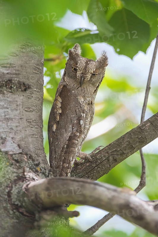Eurasian Scops Owl (Otus scops), Aosta Valley, Italy