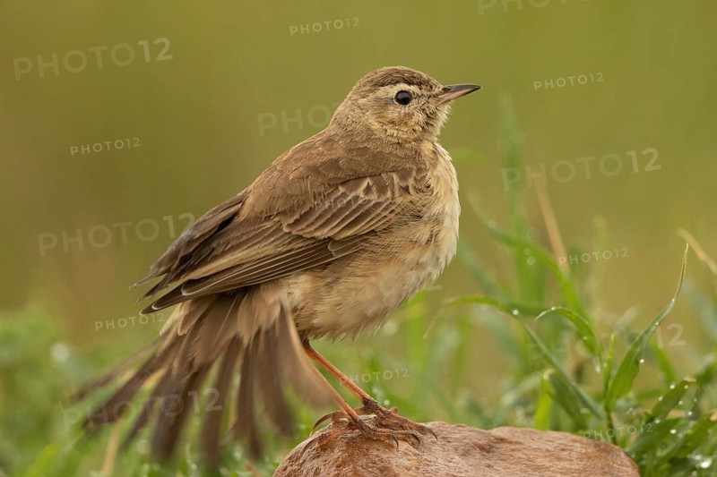 Plain-backed Pipit (Anthus leucophrys), Masai Mara, Kenya