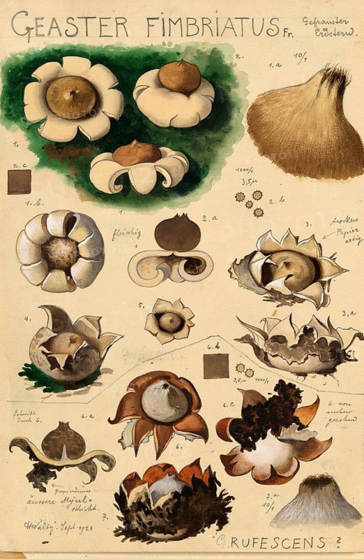 Mushroom, fungus, Fringed earthstar, Geastrum fimbriatum, syn. Geastrum sessile, authentic reproduction of an illustration by Hans Walty (1868-1948) from about 1915, historical