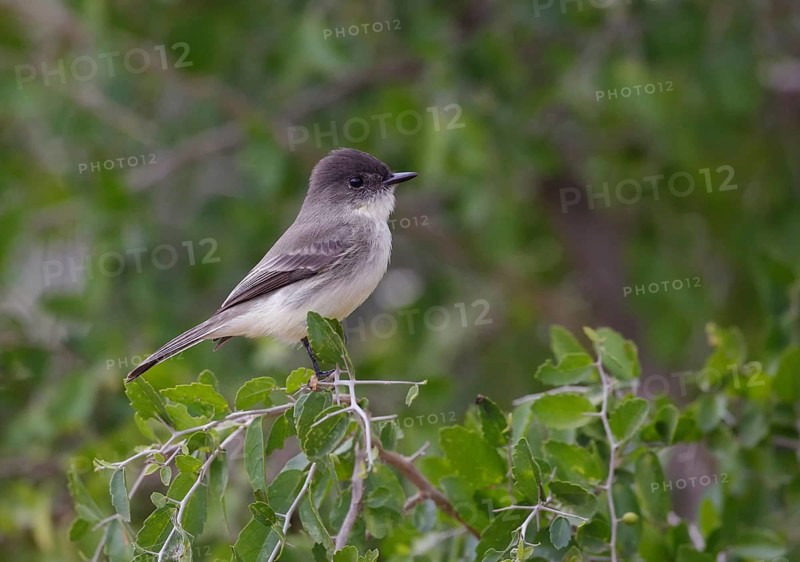 Eastern Phoebe (Sayornis phoebe) perched on a branch, Texas, USA