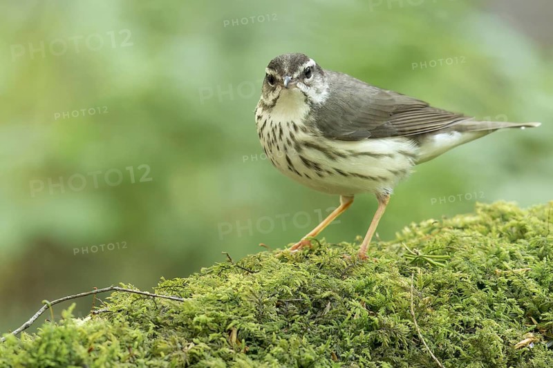 Louisiana waterthrush (Parkesia motacilla) perched on a branch in Ontario, Canada