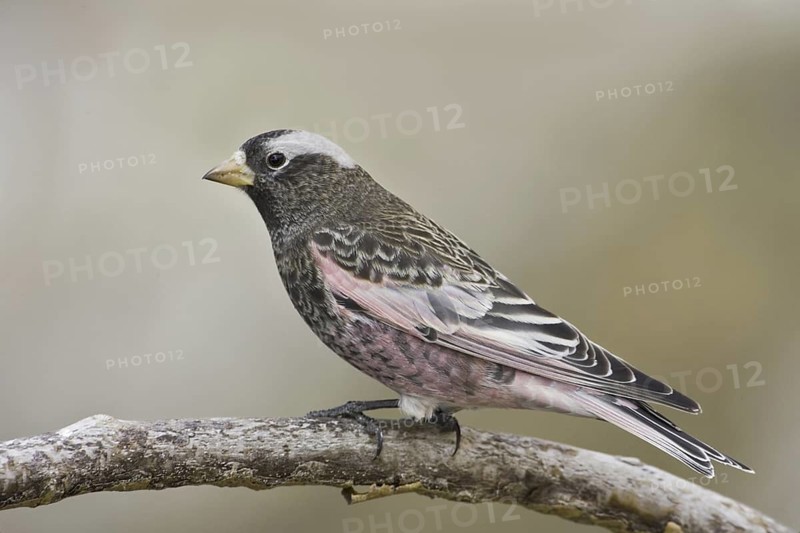 Black Rosy Finch (Leucosticte atrata), New Mexico, USA
