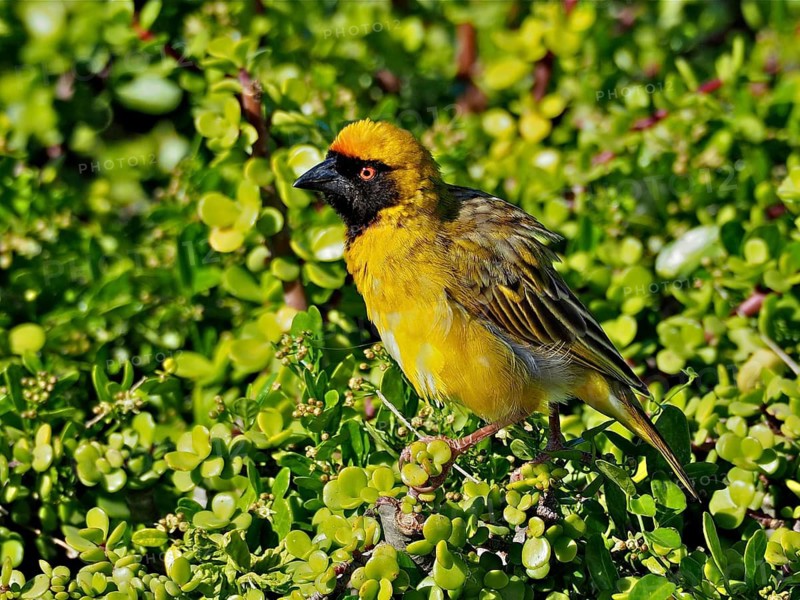 Masked weaver (Ploceus velatus)