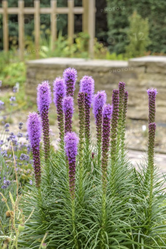 Dense blazing star (Liatris spicata), Pruhonice, Prague, Czech Republic