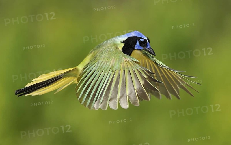 Green Jay (Cyanocorax luxuosus) flying, Texas, USA