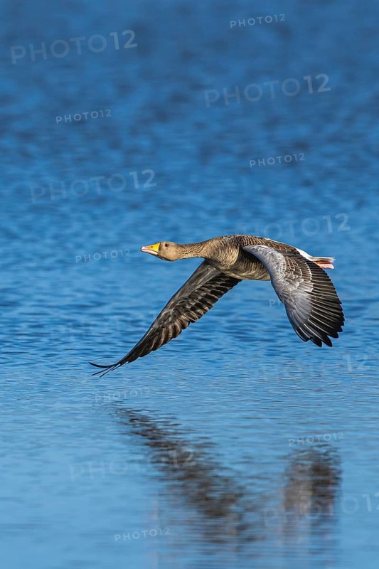 Greylag Goose, Anser anser, bird in flight over winter marshes