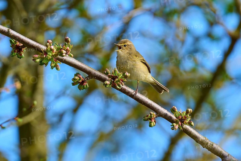 A songbird sitting on a branch with buds in front of a blue spring sky, chiffchaff (Phylloscopus collybita), spring, bird island, Altmühlsee, Muhr am See, Gunzenhausen, Franconian Lake District, Bavaria, Germany