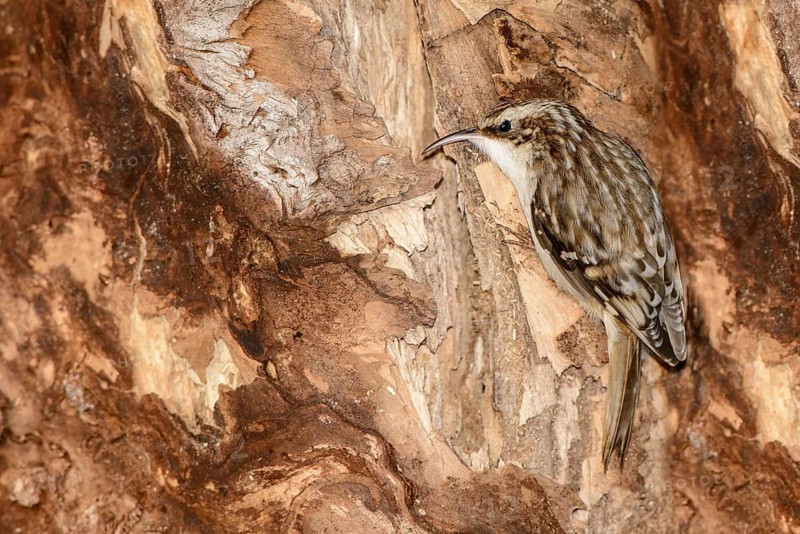 Brown Creeper (Certhia americana), Ontario, Canada