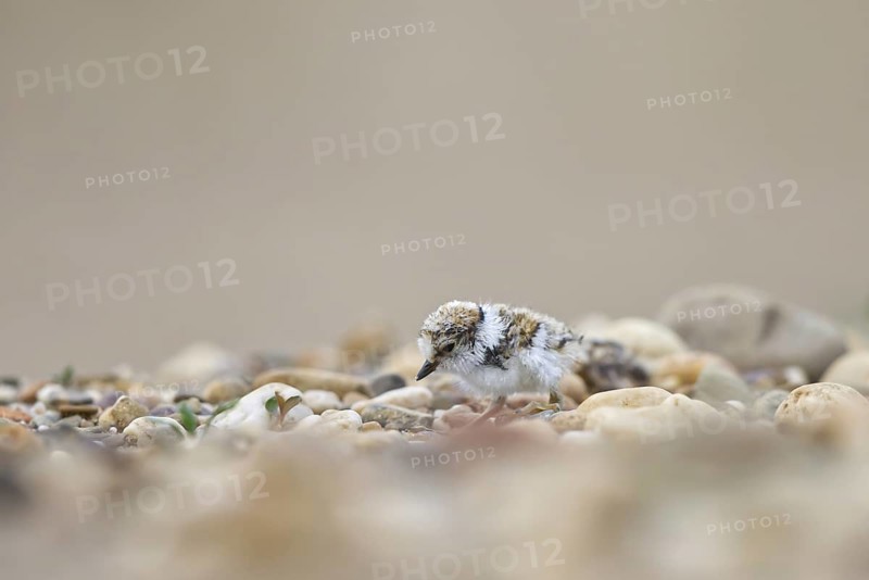 Little Ringed Plover (Charadrius dubius) chick, North Rhine-Westphalia, Germany