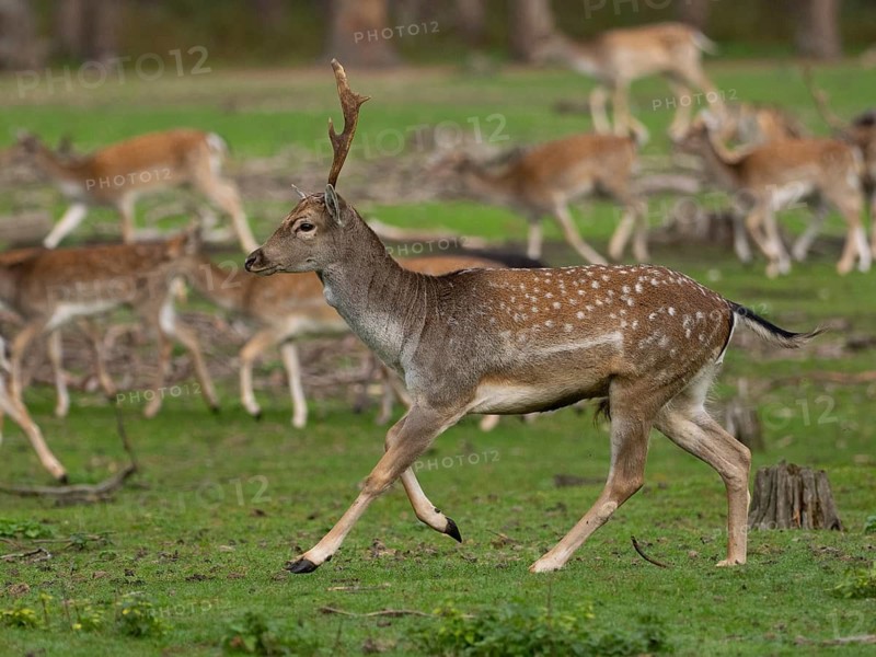 Young fallow deer running, North Rhine-Westphalia, Germany