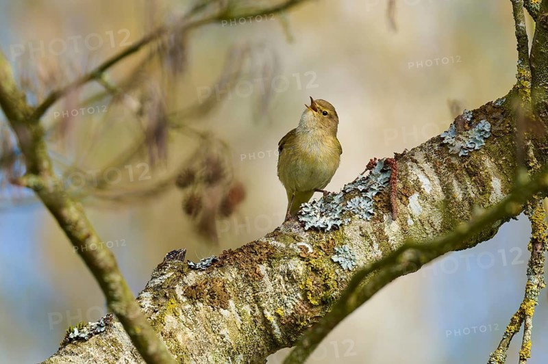 Singing bird on mossy tree trunk in nature, chiffchaff (Phylloscopus collybita), spring, bird island, Altmühlsee, Muhr am See, Gunzenhausen, Franconian Lake District, Bavaria, Germany