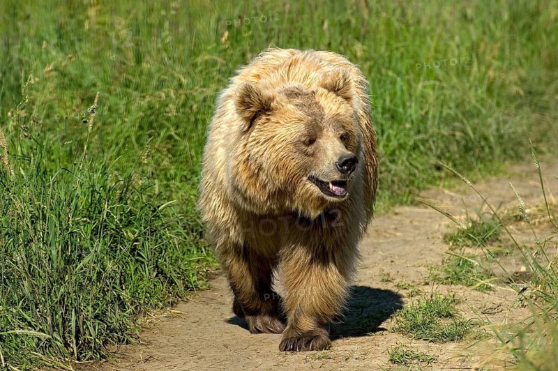 European brown bear (Ursus arctos) crossing a meadow with high grass on a field path, Poing Wildlife Park, Upper Bavaria, Bavaria, Germany