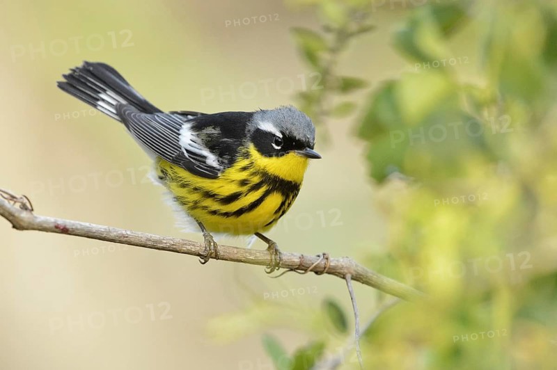 Magnolia Warbler (Setophaga magnolia), Texas, USA