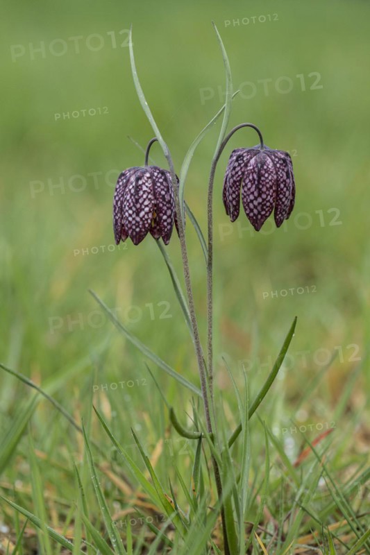 Snake's head fritillary (Fritillaria meleagris), Emsland, Lower Saxony, Germany