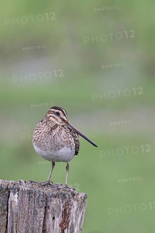 Snipe (Gallinago gallinago), standing on fence posts of a pasture, on moorland, snipe birds, wildlife, nature photography, Ochsenmoor, Naturpark Dümmer See, Hüde, Lower Saxony, Germany