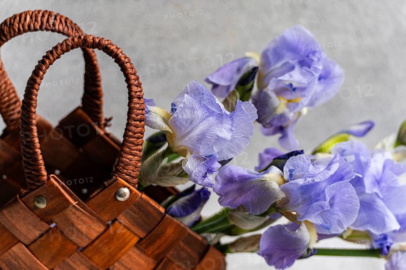 Fresh Iris flowers elegantly arranged in a woven basket, placed against a textured gray background. The soft purple petals contrast beautifully with the rustic tones of the basket