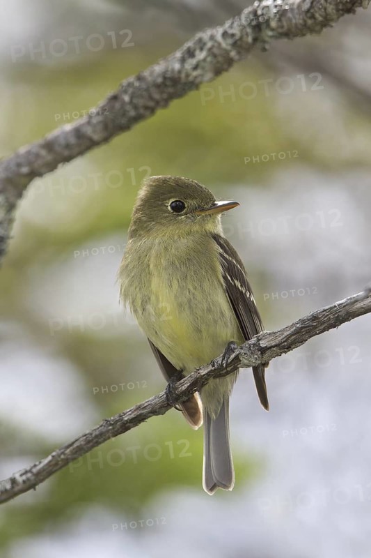 Yellow-bellied Flycatcher (Empidonax flaviventris), Newfoundland, Canada