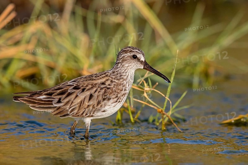 Marsh Sandpiper, (Calidris falcinellus), (Limicola falcinellus), animals, birds, wading bird from the genus Limicola, biotope, habitat, foraging, Middle East, Raysut, Salalah, Sohar, Oman