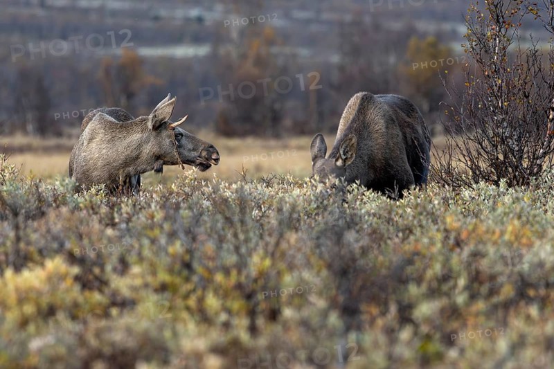 The young moose bull (Alces alces) stands next to the much larger moose cow, moose rut, rutting season, autumn, Ruska, September, Norway