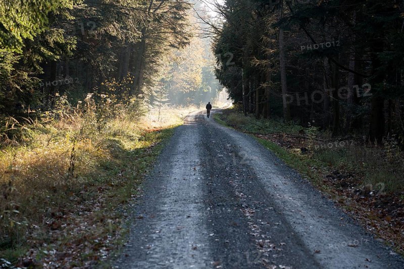 Forest path, Oberweser, Weser Uplands, Weserbergland, Hesse, Germany