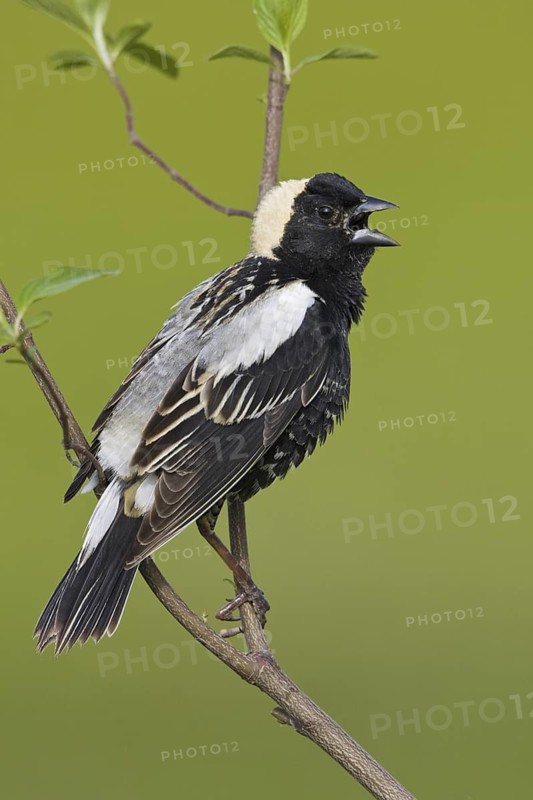 Bobolink (Dolichonyx oryzivorus) singing, Ontario, Canada