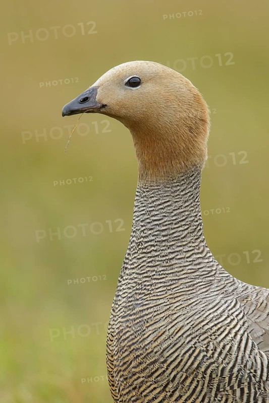 Upland Goose (Chloephaga picta) perched on the ground in the Falkland Islands