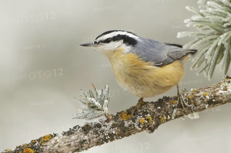 Red-breasted Nuthatch (Sitta canadensis), New Mexico, USA