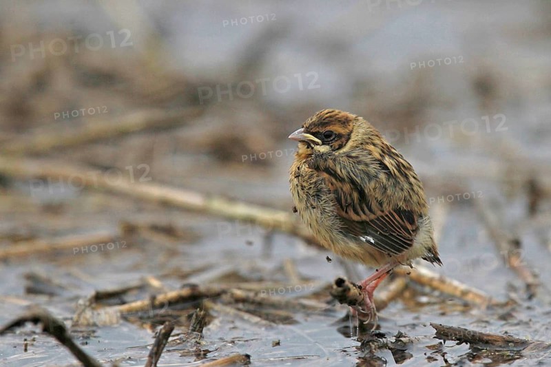 Common Reed Bunting (Emberiza schoeniclus) juvenile, Lower Saxony, Germany