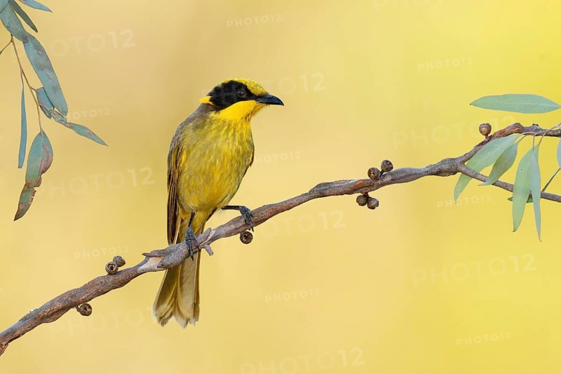 Yellow-tufted Honeyeater (Lichenostomus melanops), Victoria, Australia