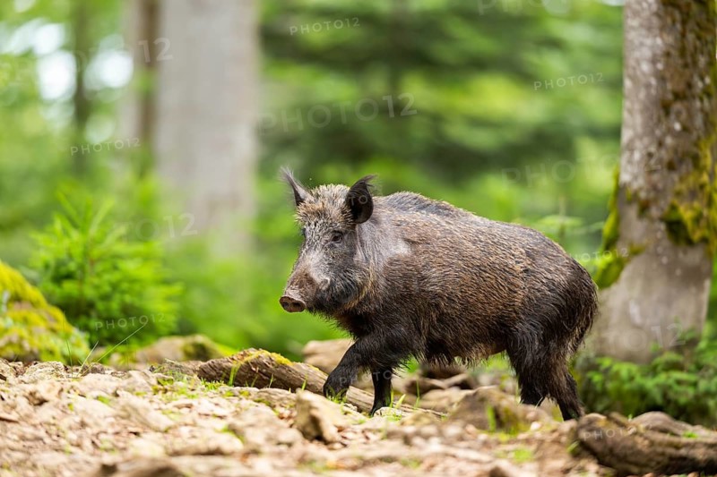 Wild boar (Sus scrofa) walking in a forest, Bavaria, Germany