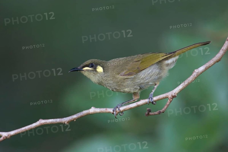 Yellow-spotted Honeyeater (Meliphaga notata) perched on a branch, Queensland, Australia