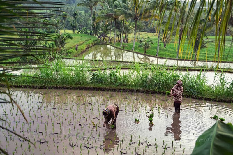 Two farmers plant rice seedlings in lush, terraced paddies in Indonesia. Surrounded by tropical greenery and palm trees, this serene landscape reflects traditional agriculture