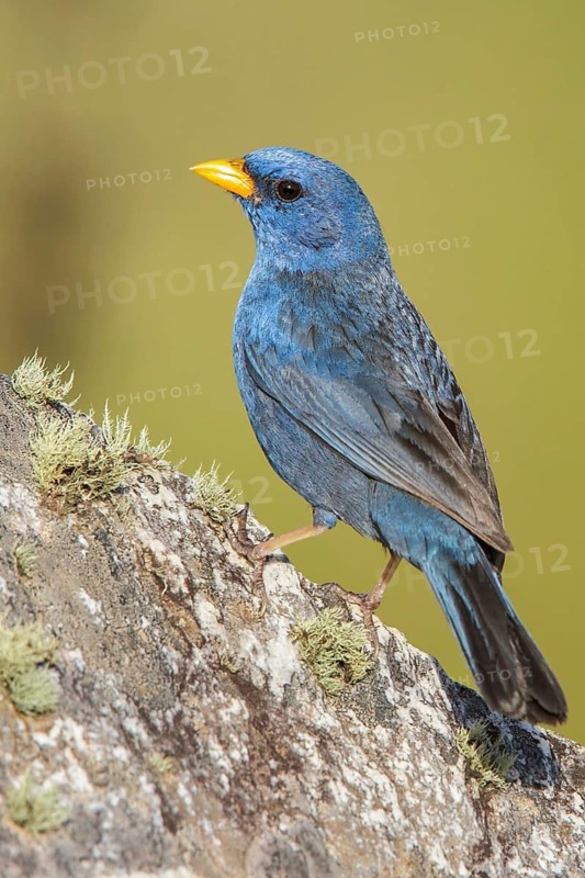 Blue Finch (Porphyrospiza caerulescens) perched on a rock in the Atlantic rainforest of southeast Brazil