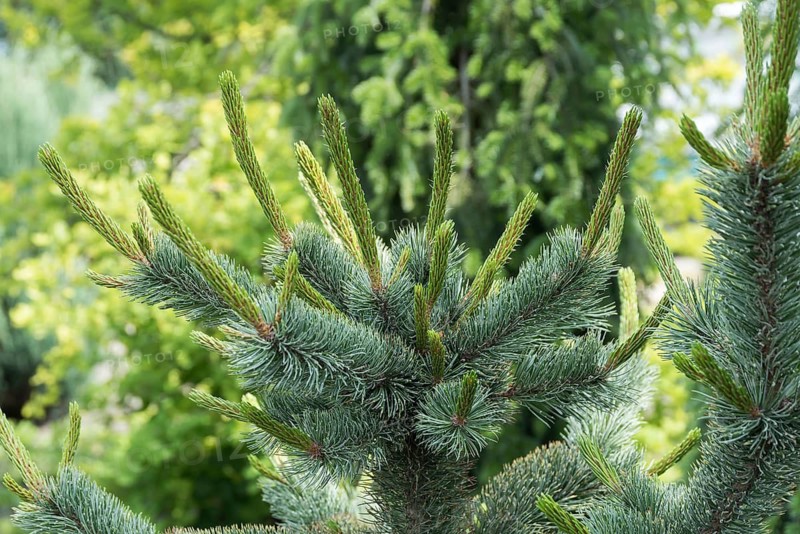 Grannen pine (Pinus aristata 'Glauca')