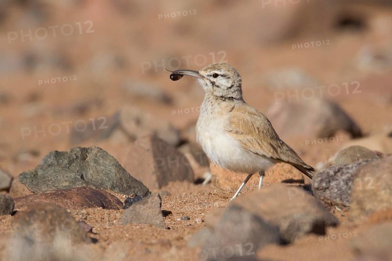 Greater Hoopoe-Lark (Alaemon alaudipes) juvenile, Morocco
