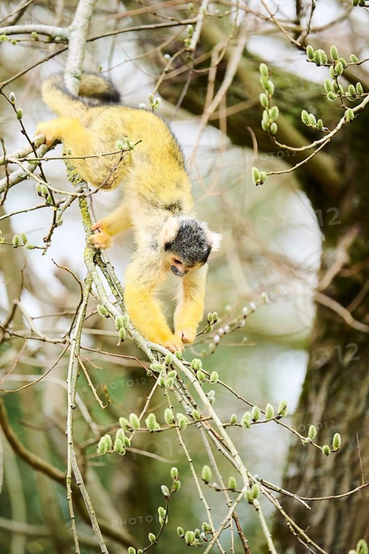 Black-capped squirrel monkey (Saimiri boliviensis) in a tree, Bavaria, Germany