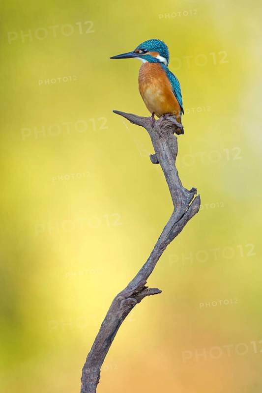 Common Kingfisher (Alcedo atthis) juvenile male, Saxony-Anhalt, Germany