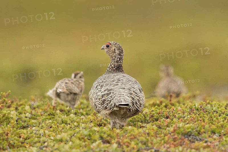Willow Ptarmigan (Lagopus lagopus) female, Norway
