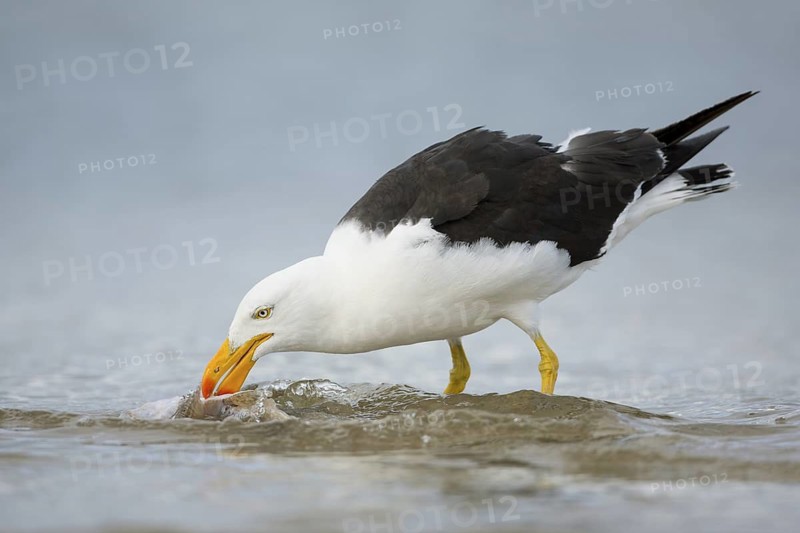Pacific Gull (Larus pacificus) eating fish, Victoria, Australia